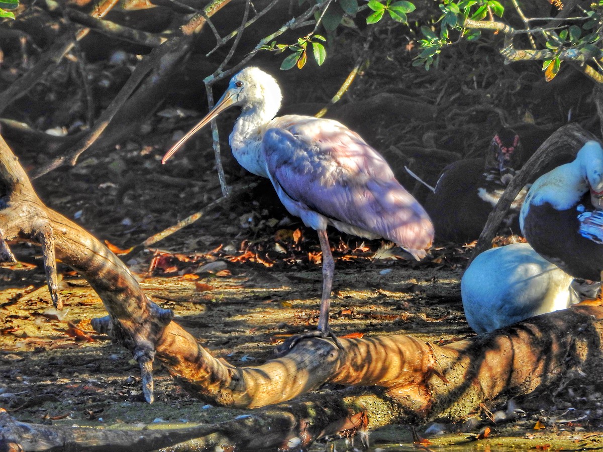 Roseate Spoonbill - ML643506497
