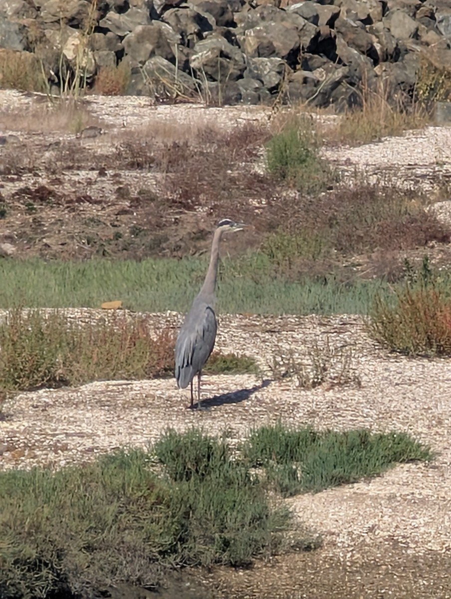 Great Blue Heron - ML643506502