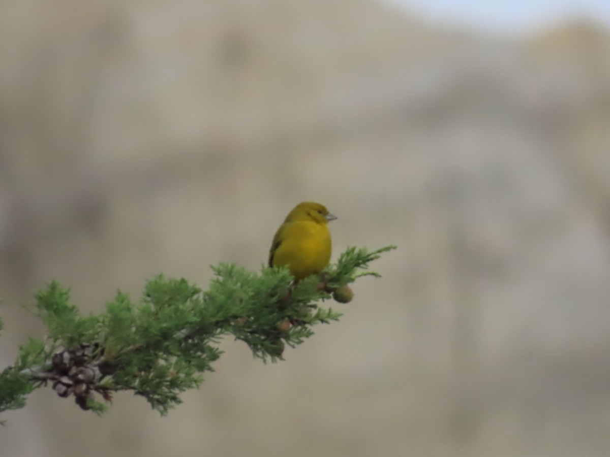 Greenish Yellow-Finch - ML643506504
