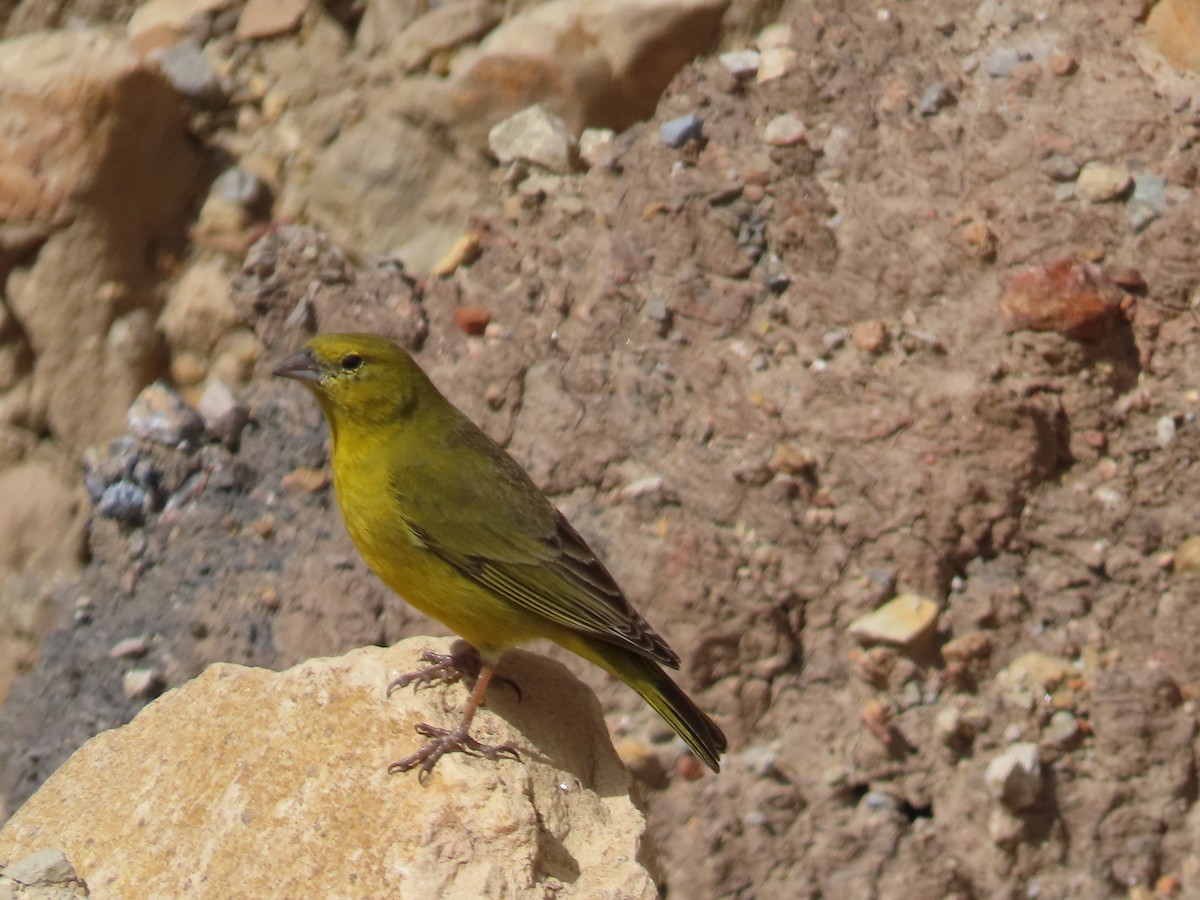 Greenish Yellow-Finch - ML643506525