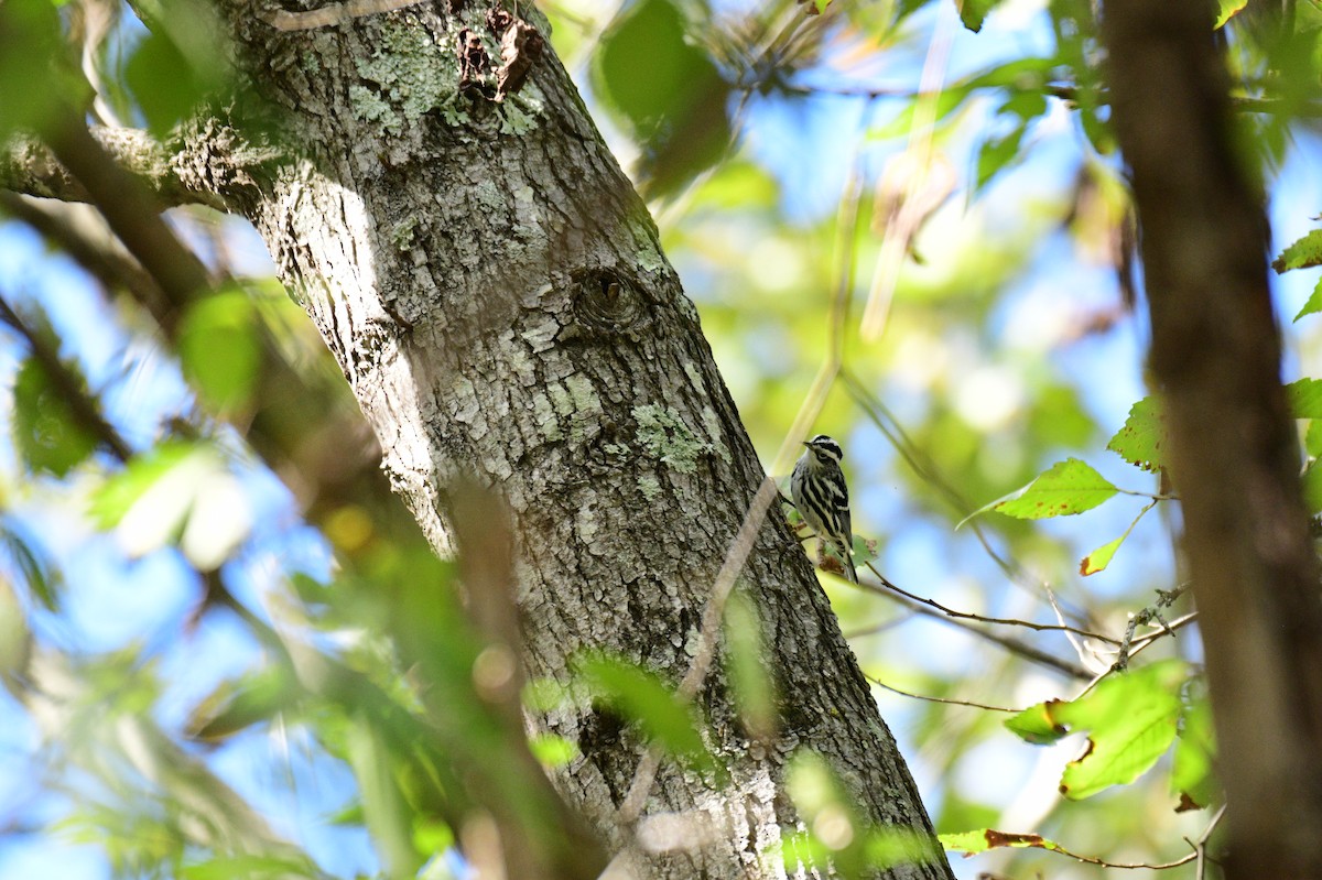 Black-and-white Warbler - ML643506542
