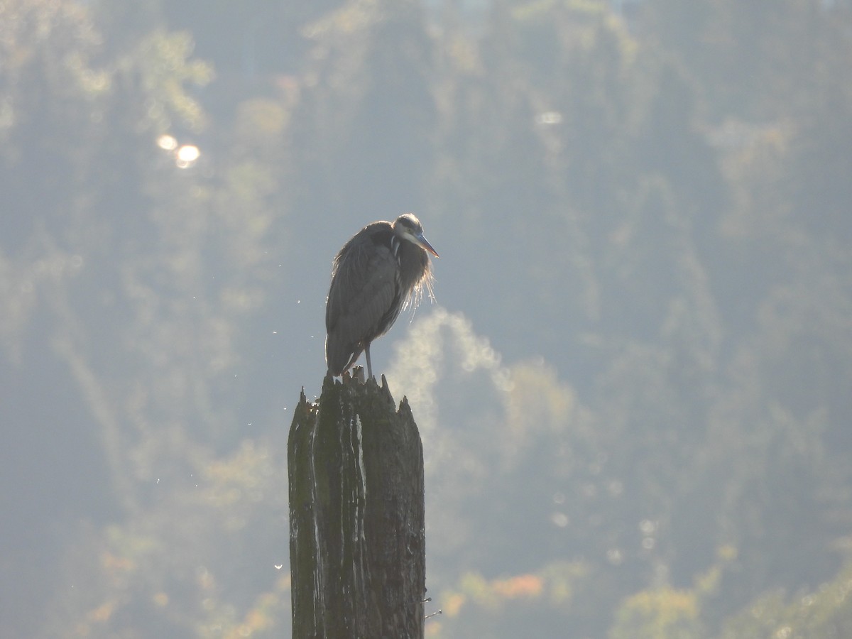 Great Blue Heron - ML643506543