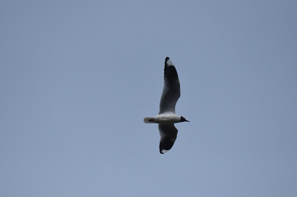 Andean Gull - ML643506564