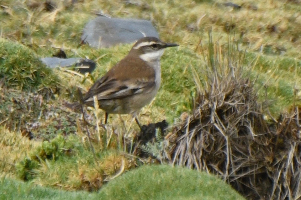 Cream-winged Cinclodes - ML643506570