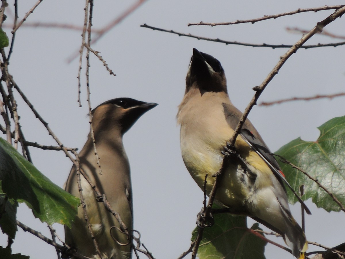 Cedar Waxwing - ML643506576