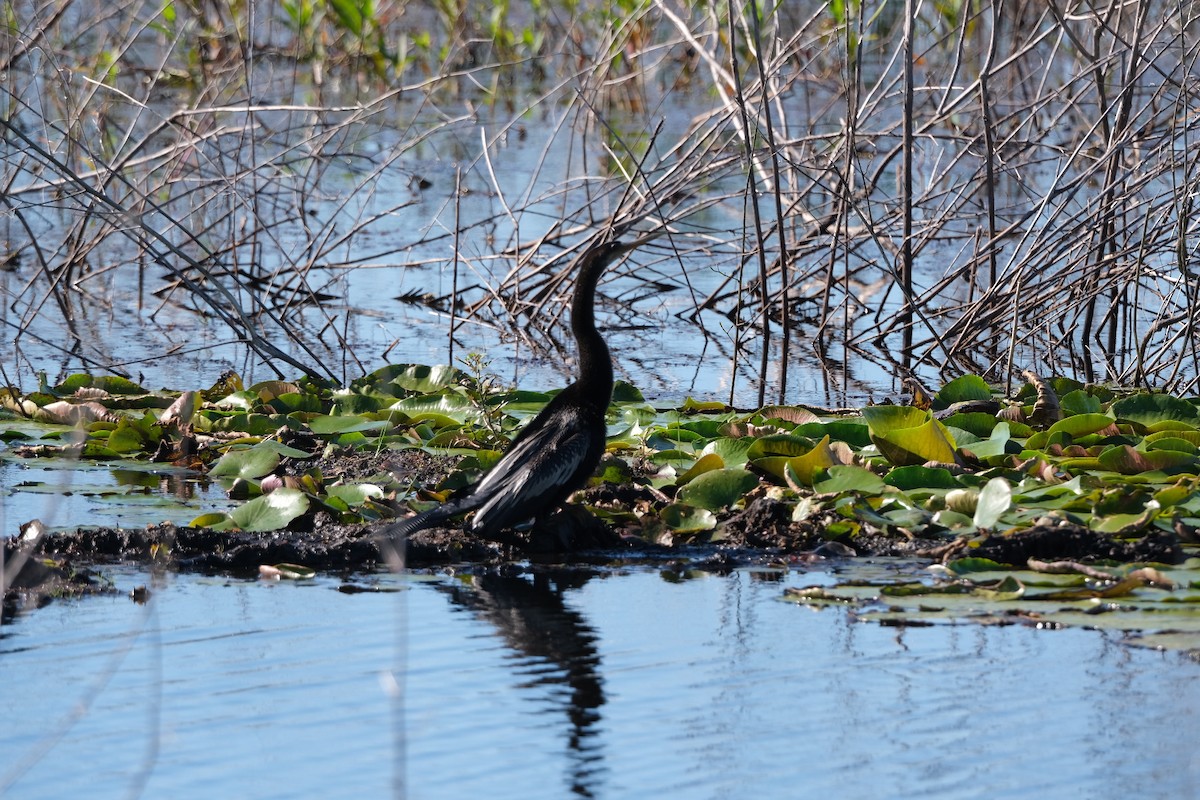 Anhinga - ML643506581