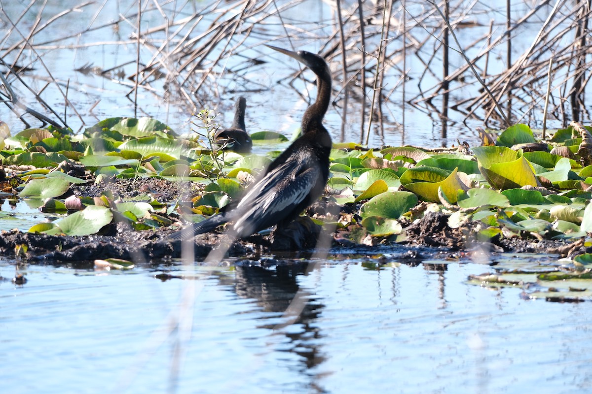 Anhinga - ML643506582