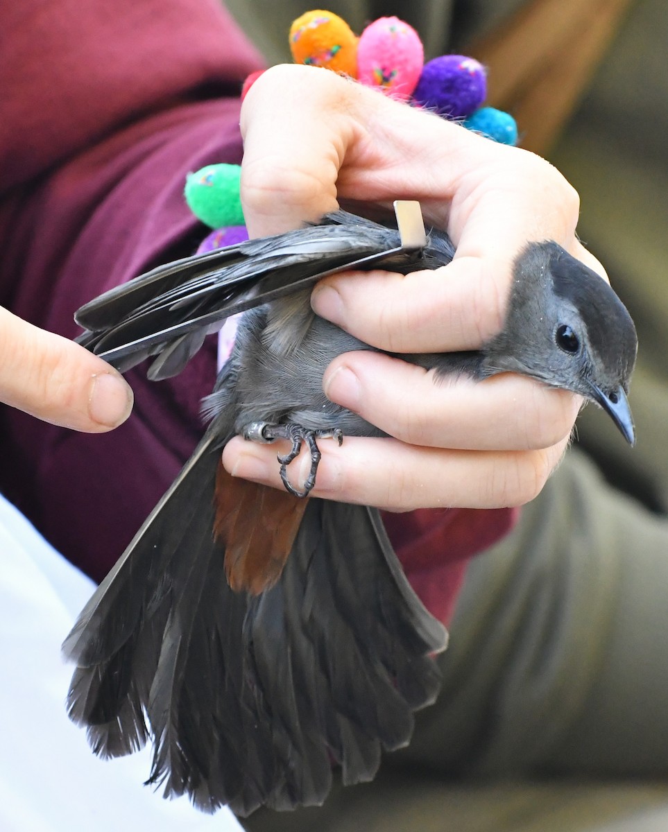 kattespottefugl - ML643506599