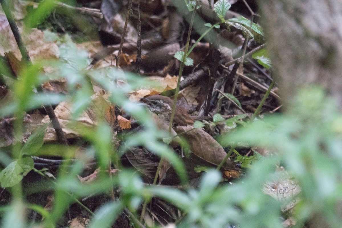 Carolina Wren - ML643506604