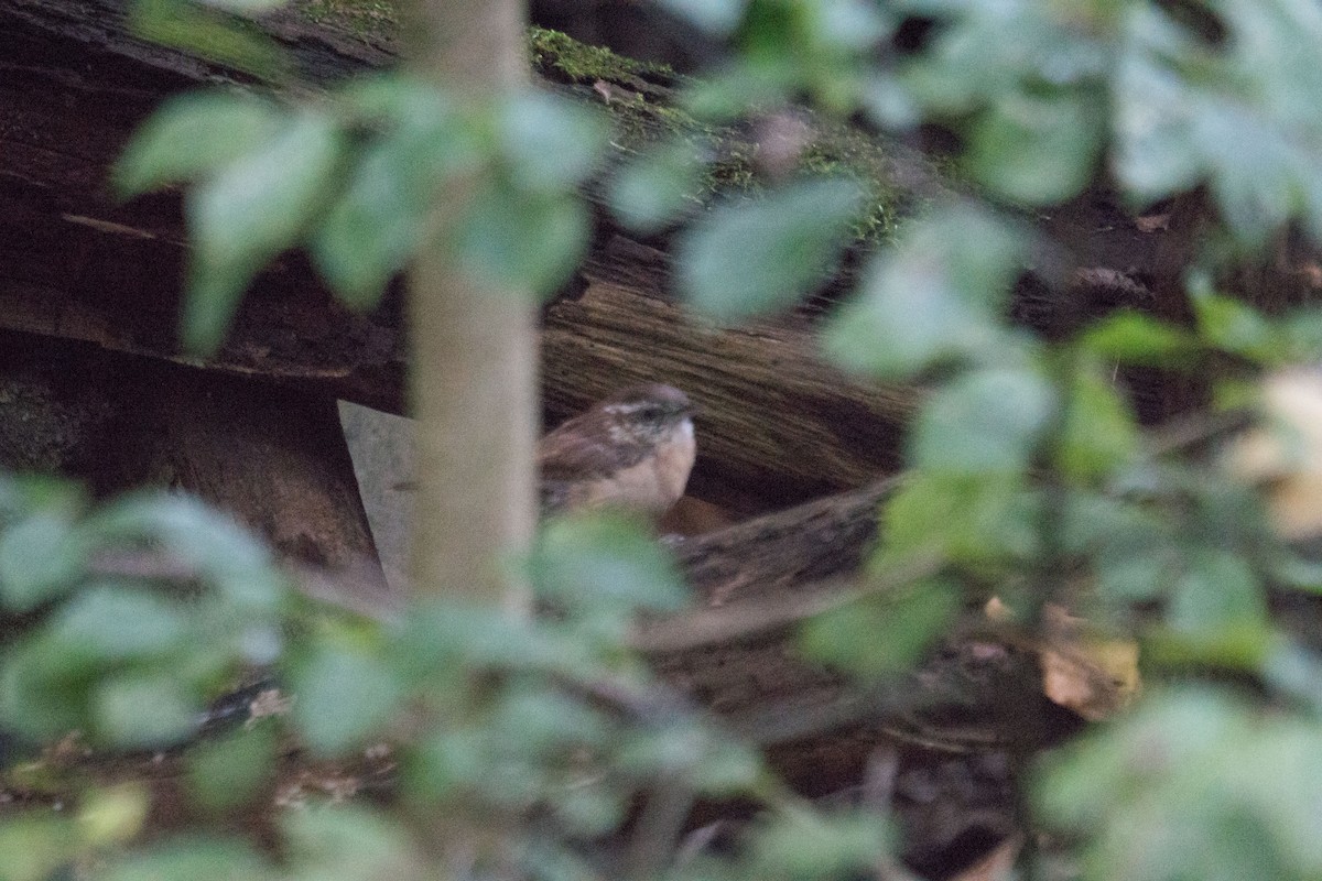 Carolina Wren - ML643506606