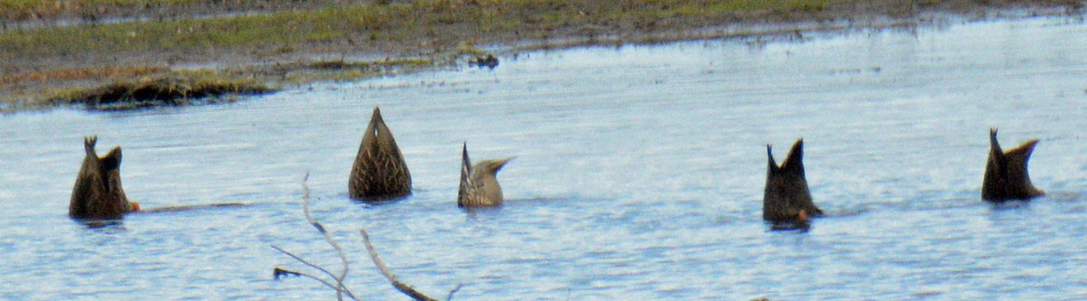 Northern Pintail - ML643506609