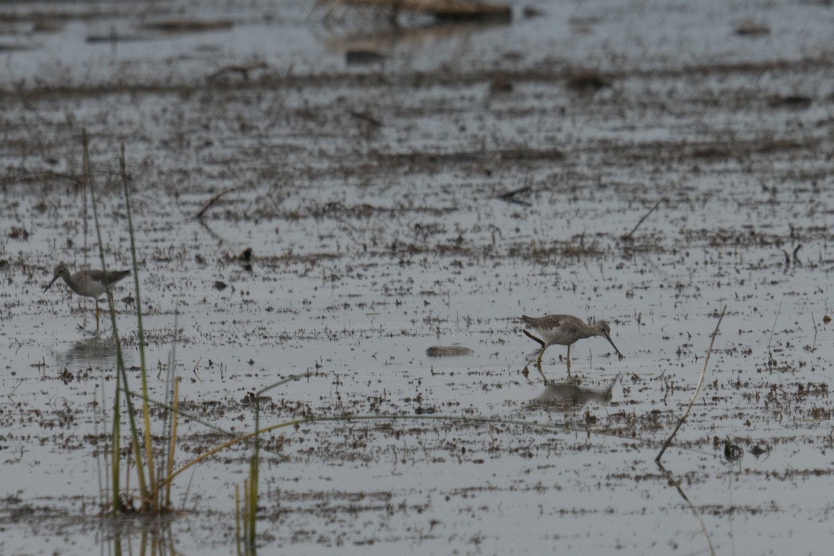 Greater Yellowlegs - ML643506613
