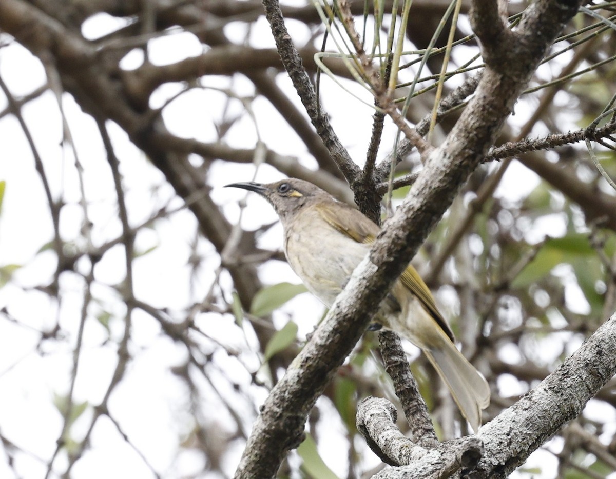Brown Honeyeater - ML643506619