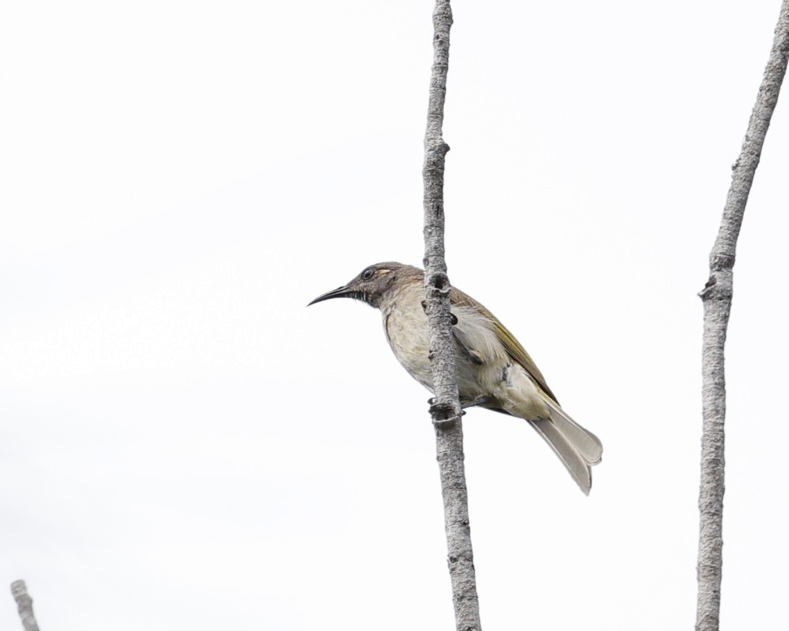 Brown Honeyeater - ML643506620