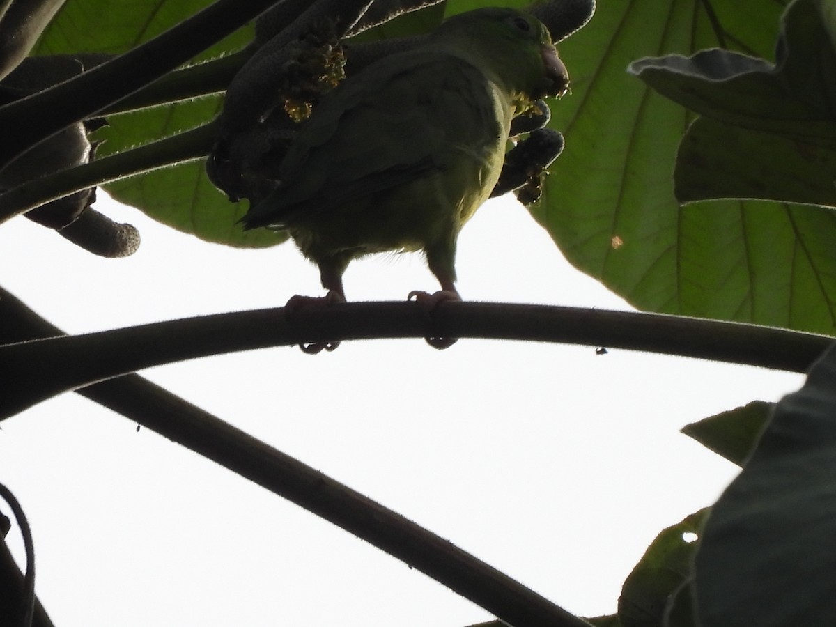 Spectacled Parrotlet - ML643506633