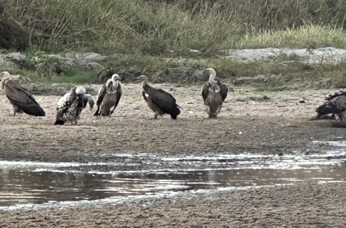 White-headed Vulture - ML643506639