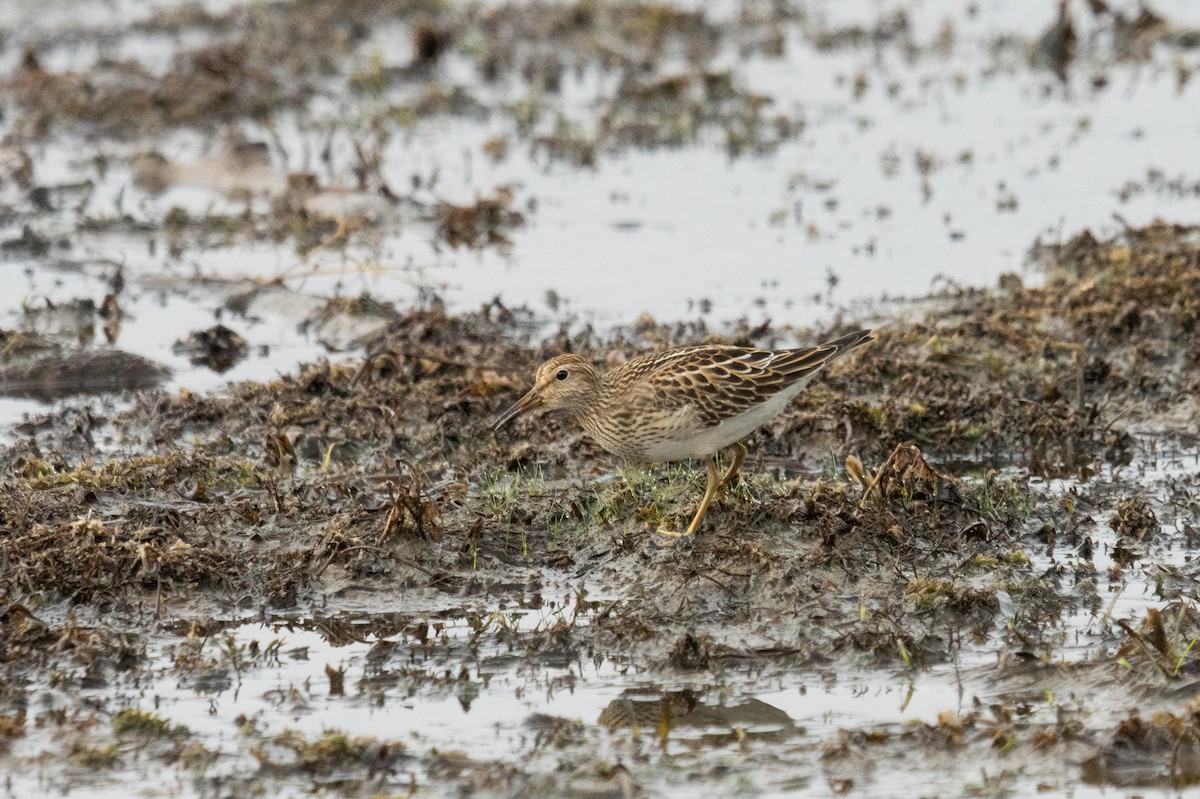 Pectoral Sandpiper - ML643506645