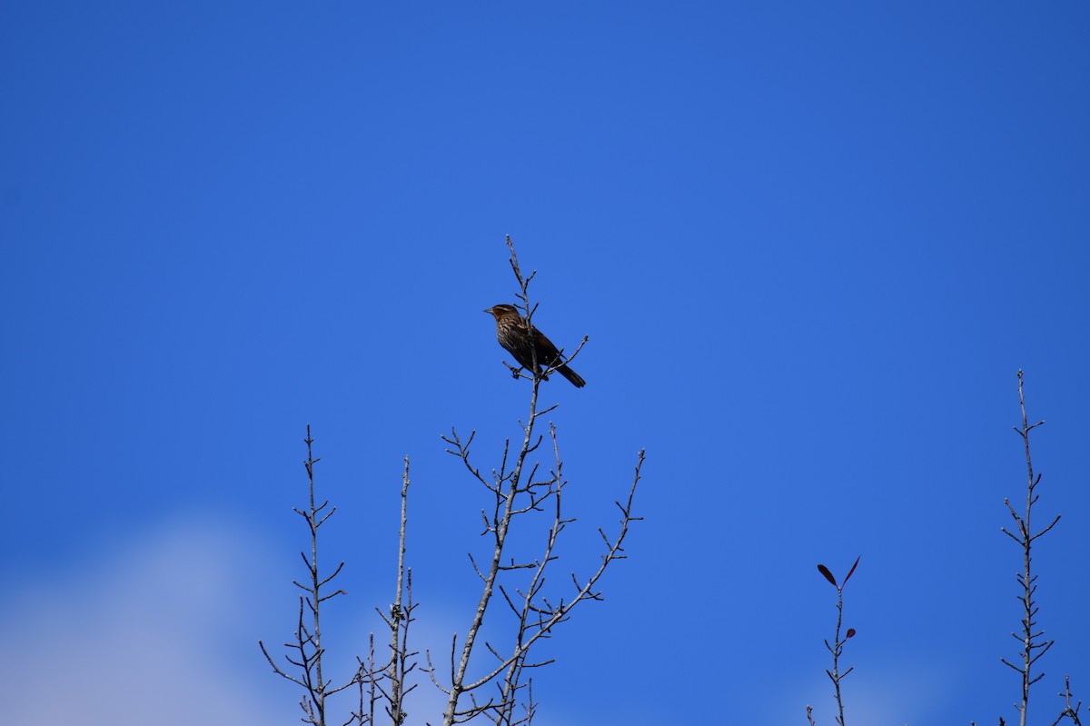 Red-winged Blackbird - ML643506646