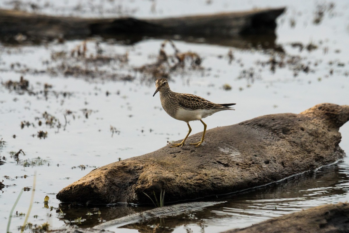 Pectoral Sandpiper - ML643506650