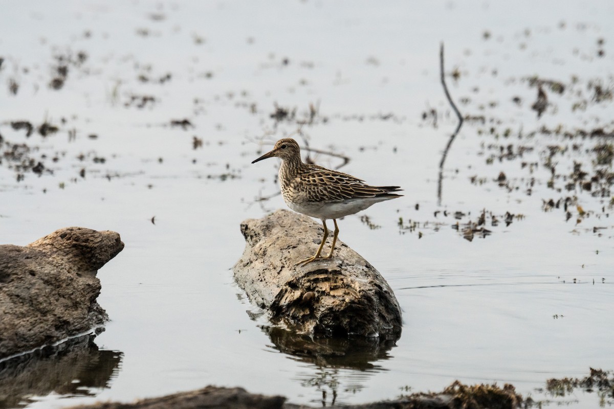 Pectoral Sandpiper - ML643506651