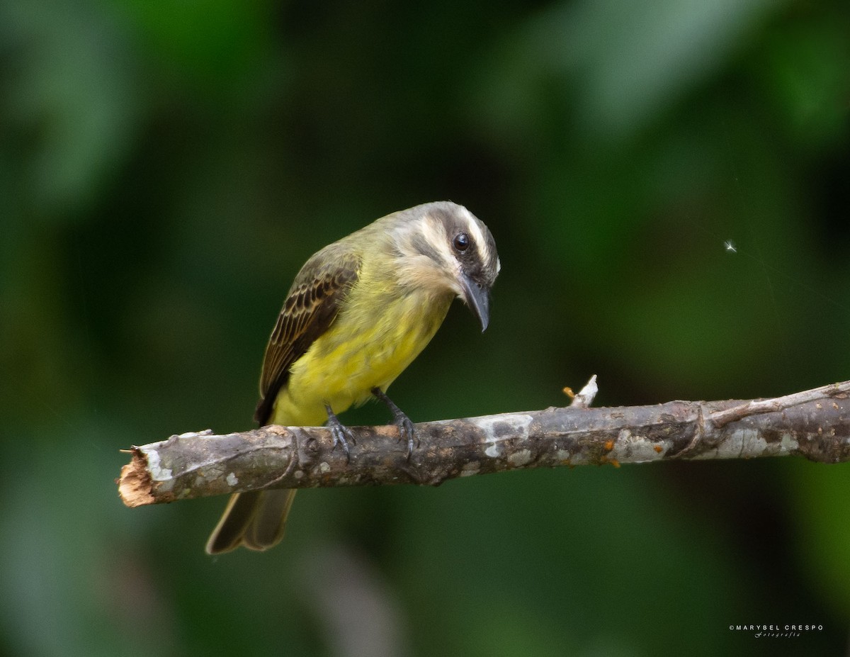 Golden-crowned Flycatcher - ML643506660