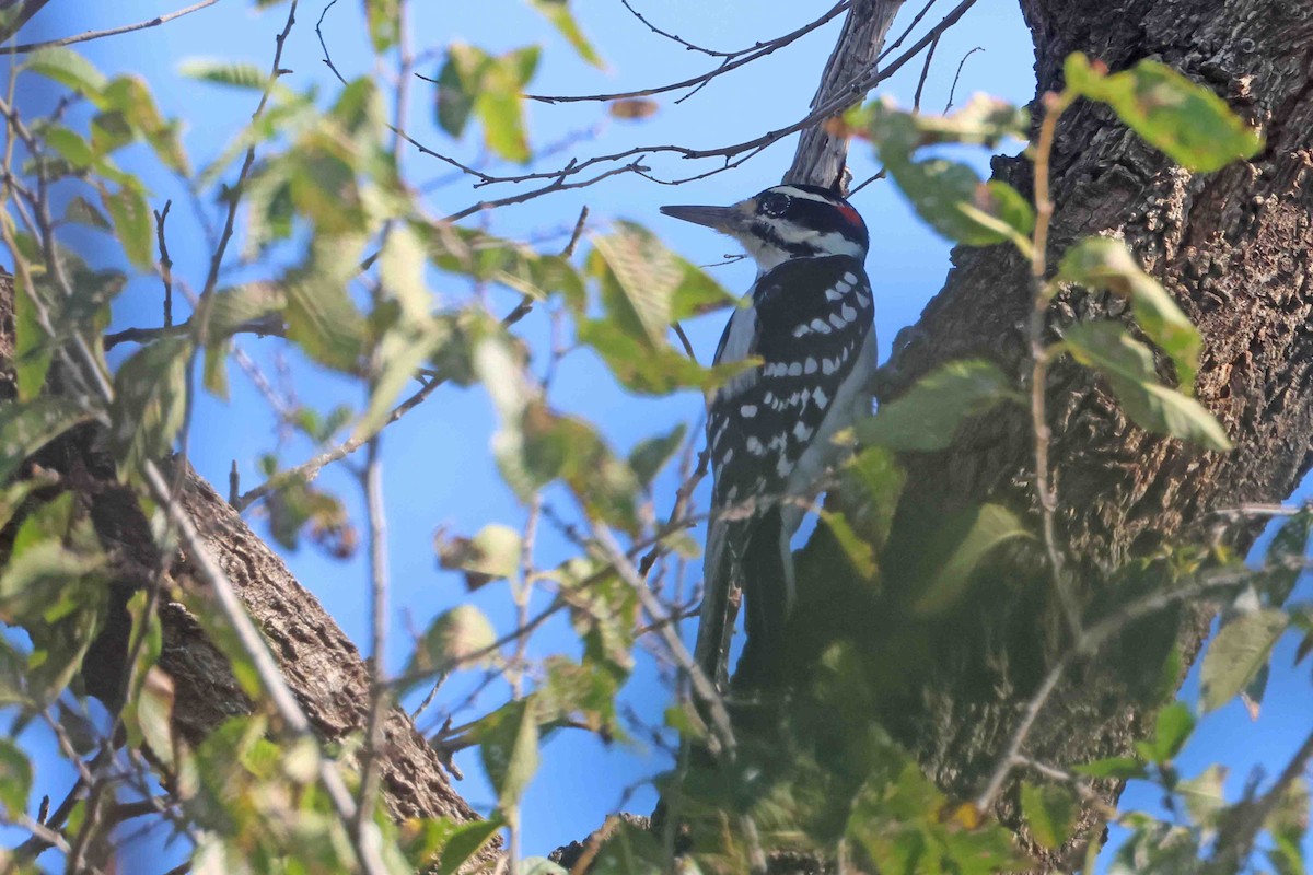 Hairy Woodpecker (Eastern) - ML643506662