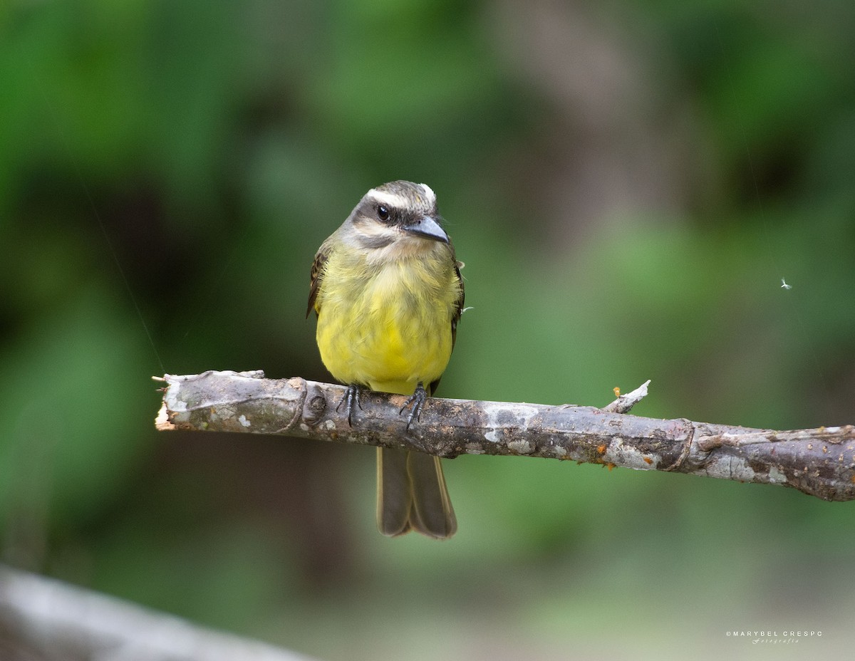 Golden-crowned Flycatcher - ML643506669