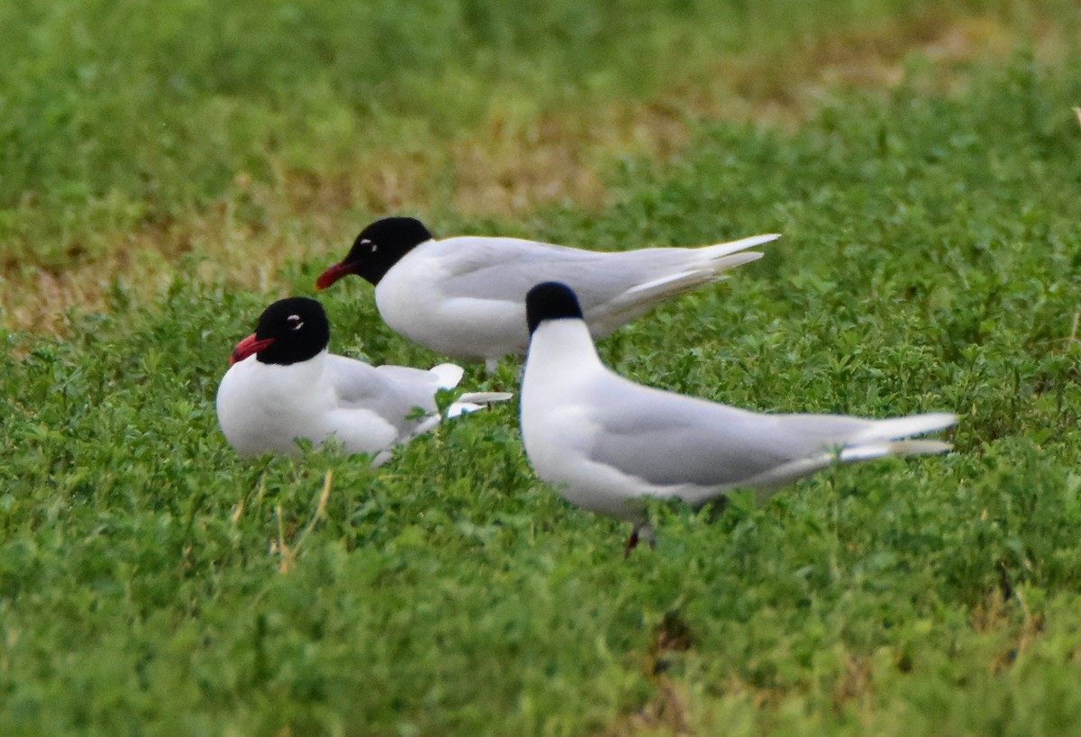 Mediterranean Gull - ML643506675