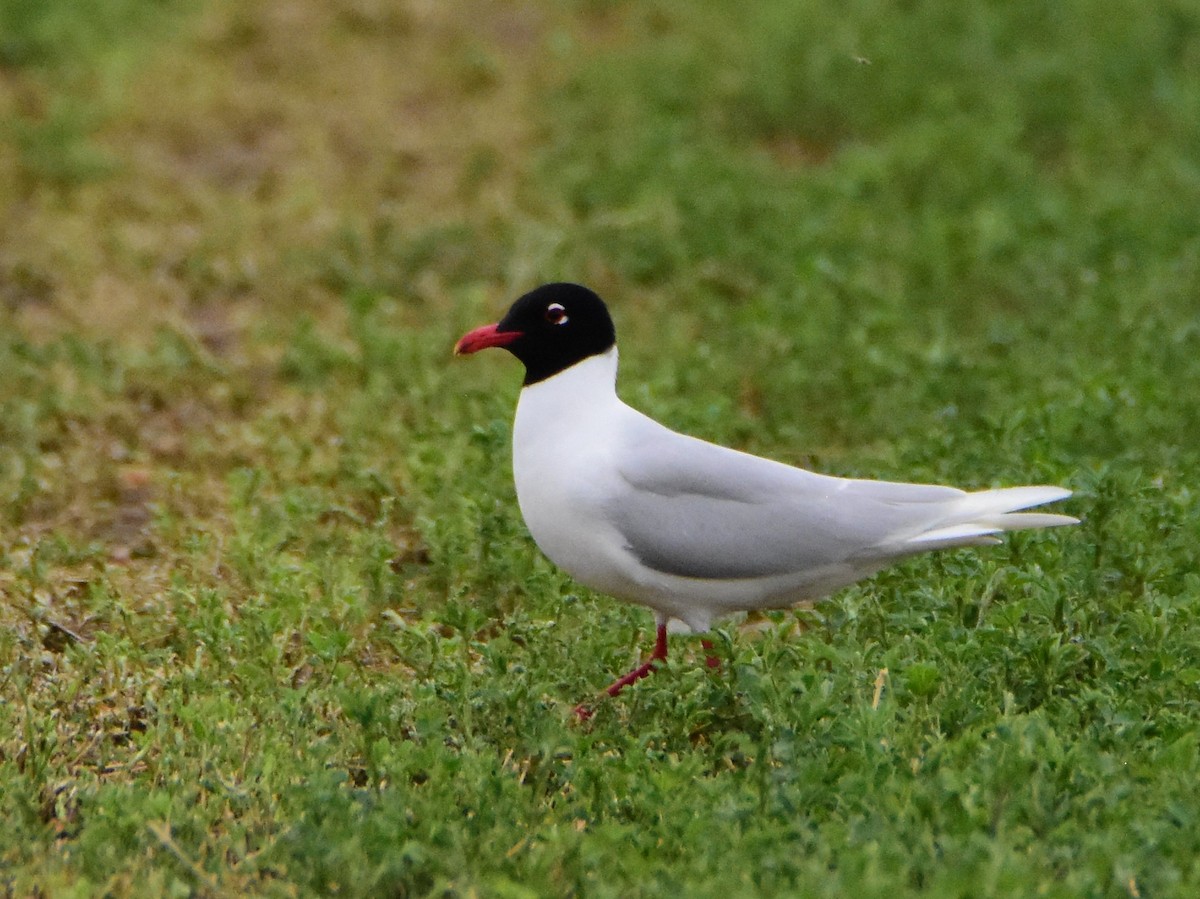 Mediterranean Gull - ML643506676
