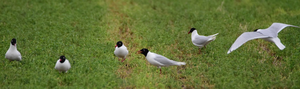 Mediterranean Gull - ML643506677