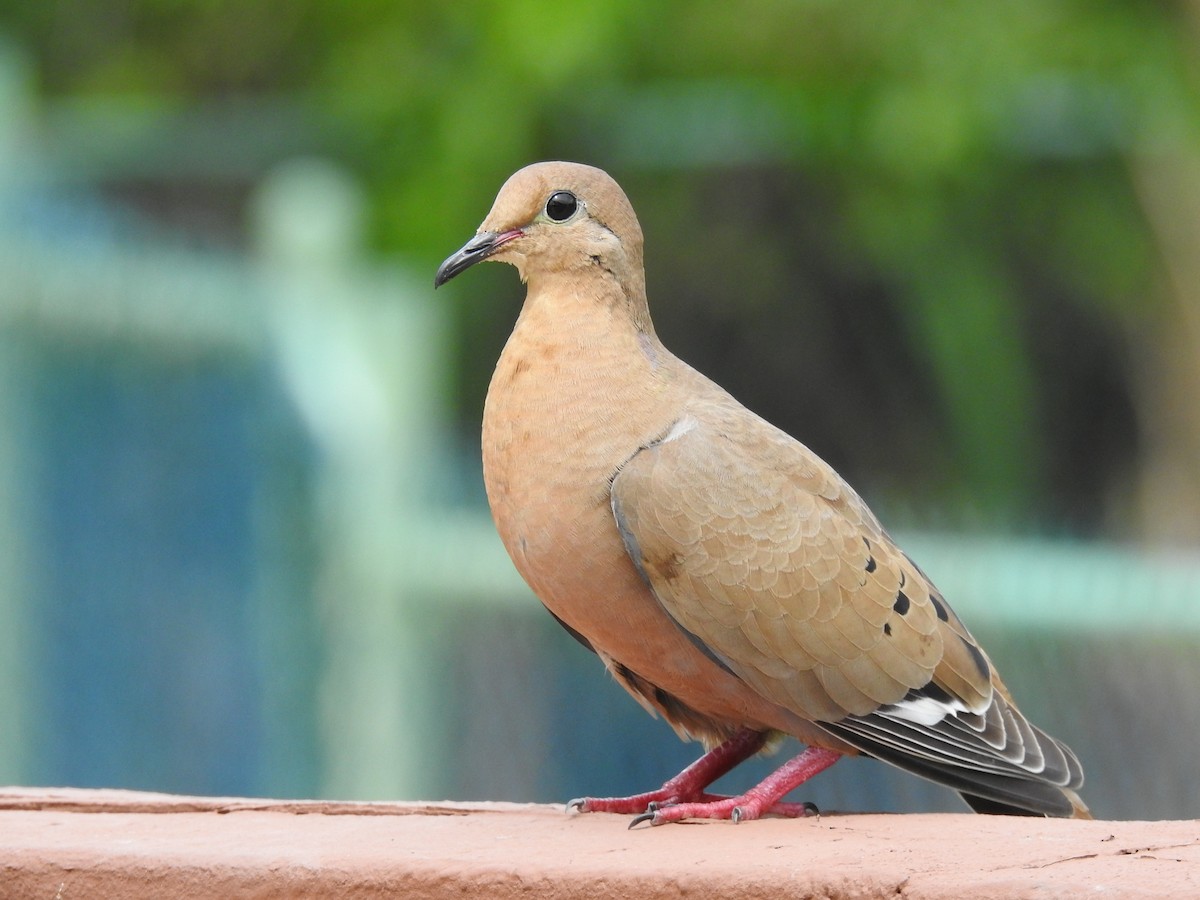 Zenaida Dove - ML643506684
