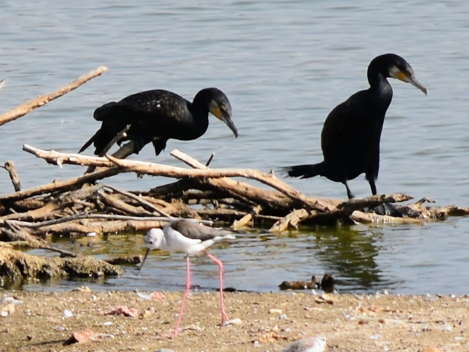 Grand Cormoran - ML643506697