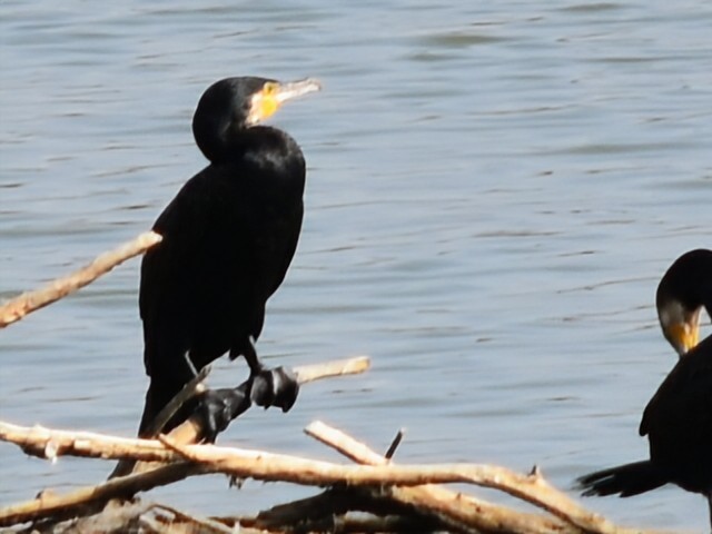 Grand Cormoran - ML643506698