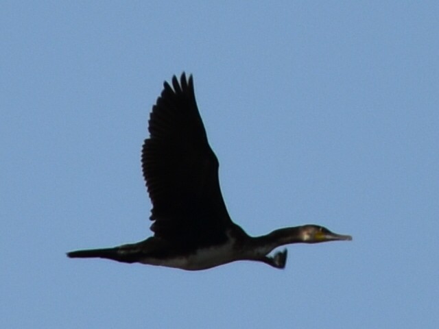 Grand Cormoran - ML643506700