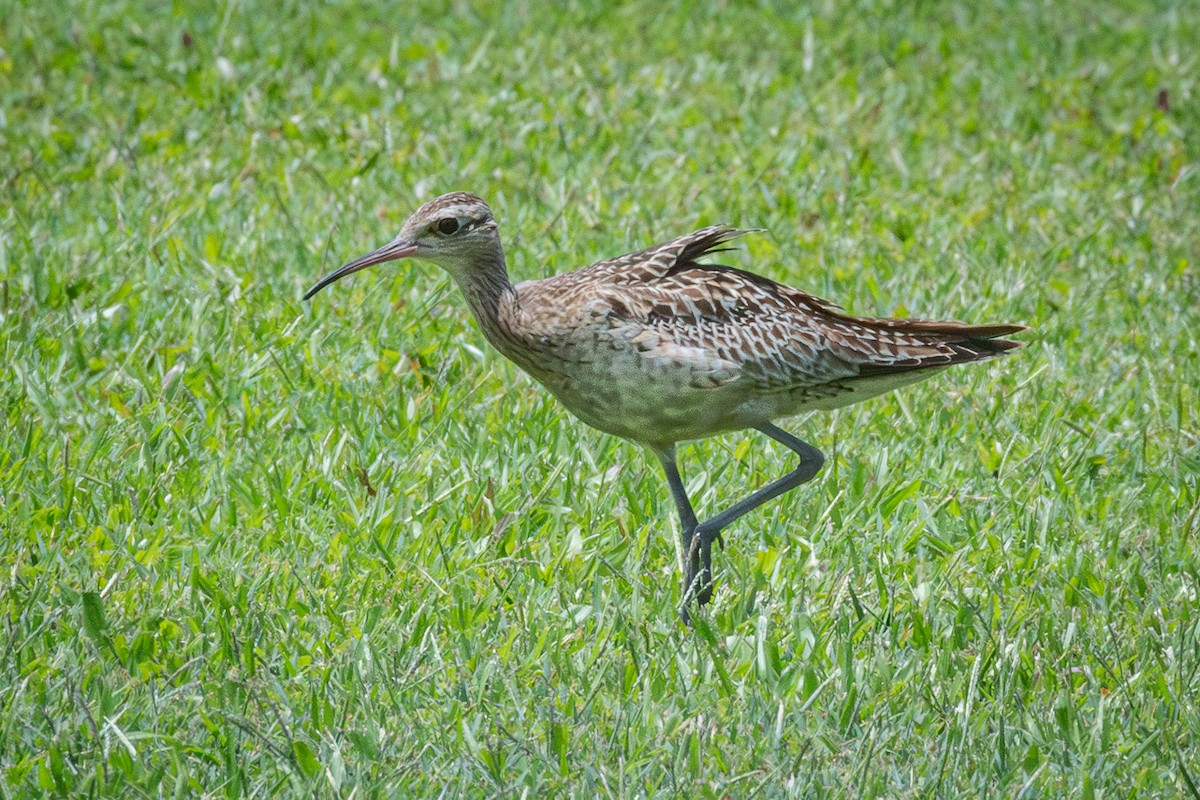 コシャクシギ - ML643506701