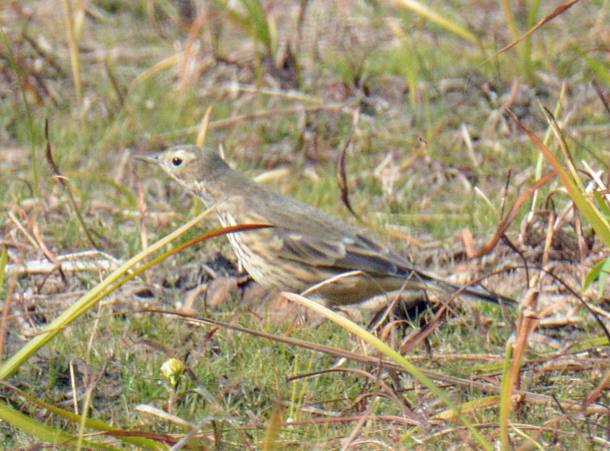 American Pipit - ML643506702
