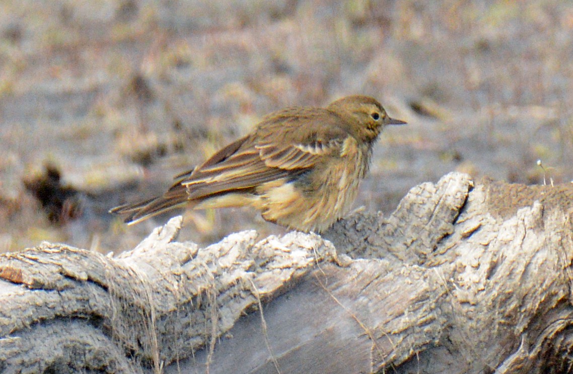 American Pipit - ML643506703