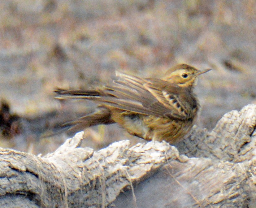 American Pipit - ML643506704