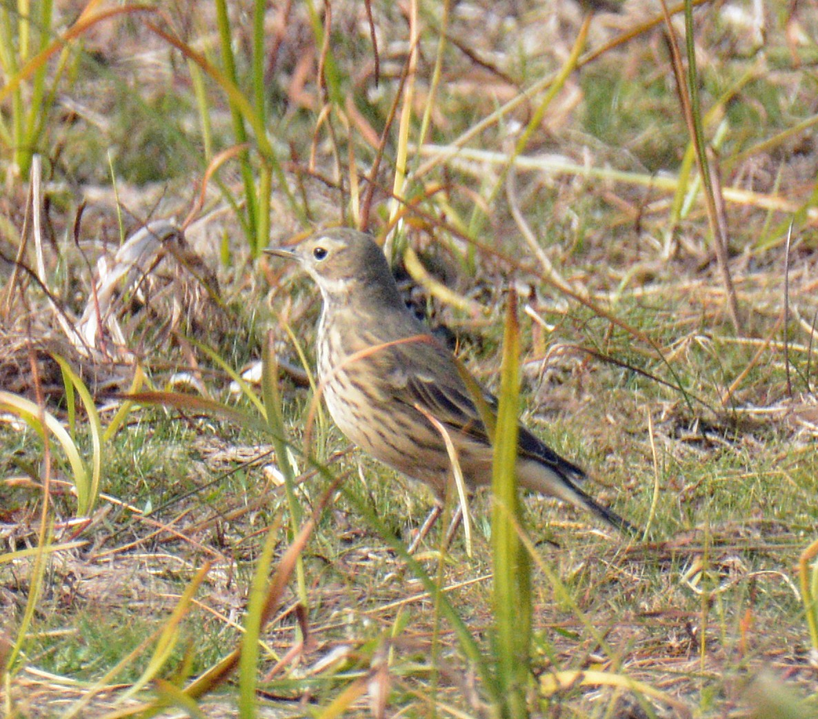 American Pipit - ML643506705