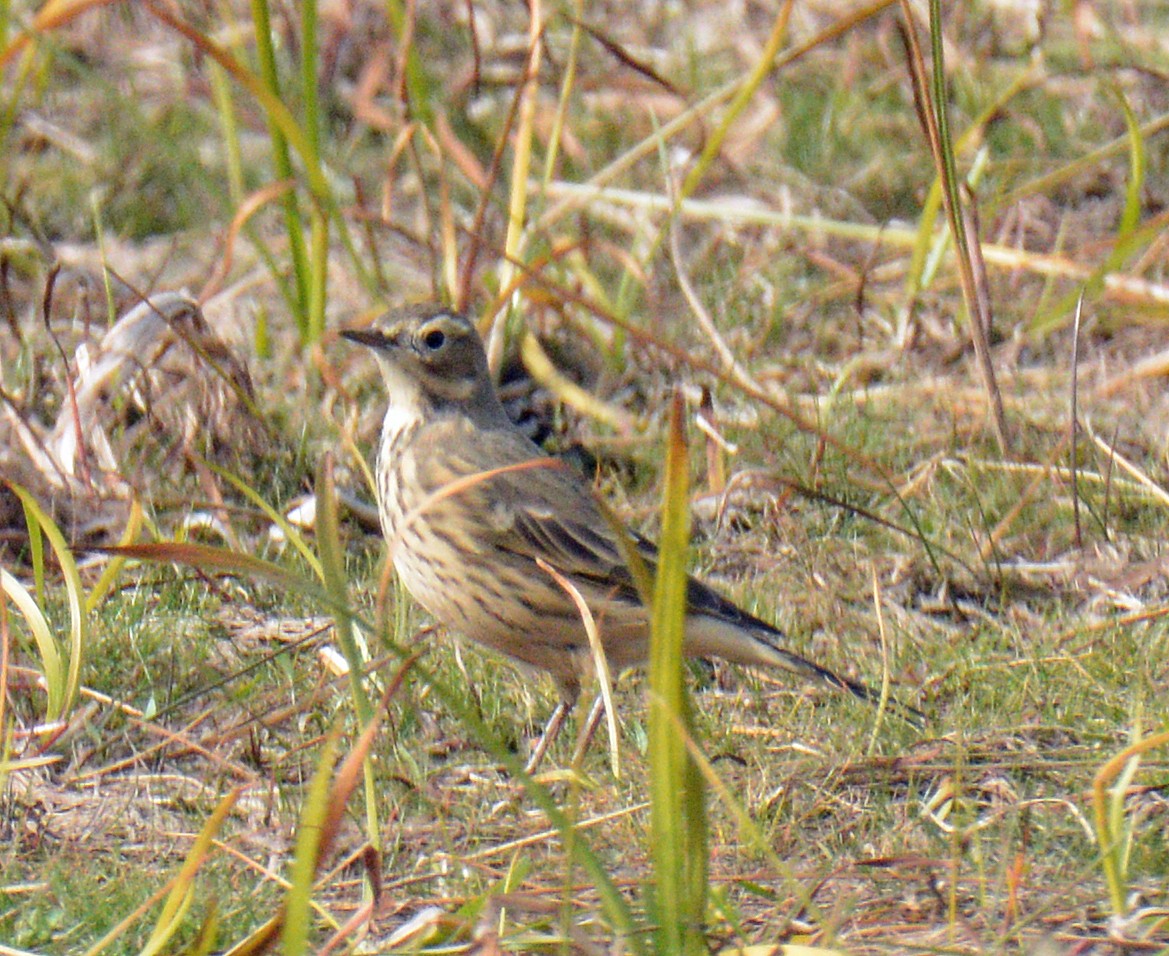 American Pipit - ML643506706