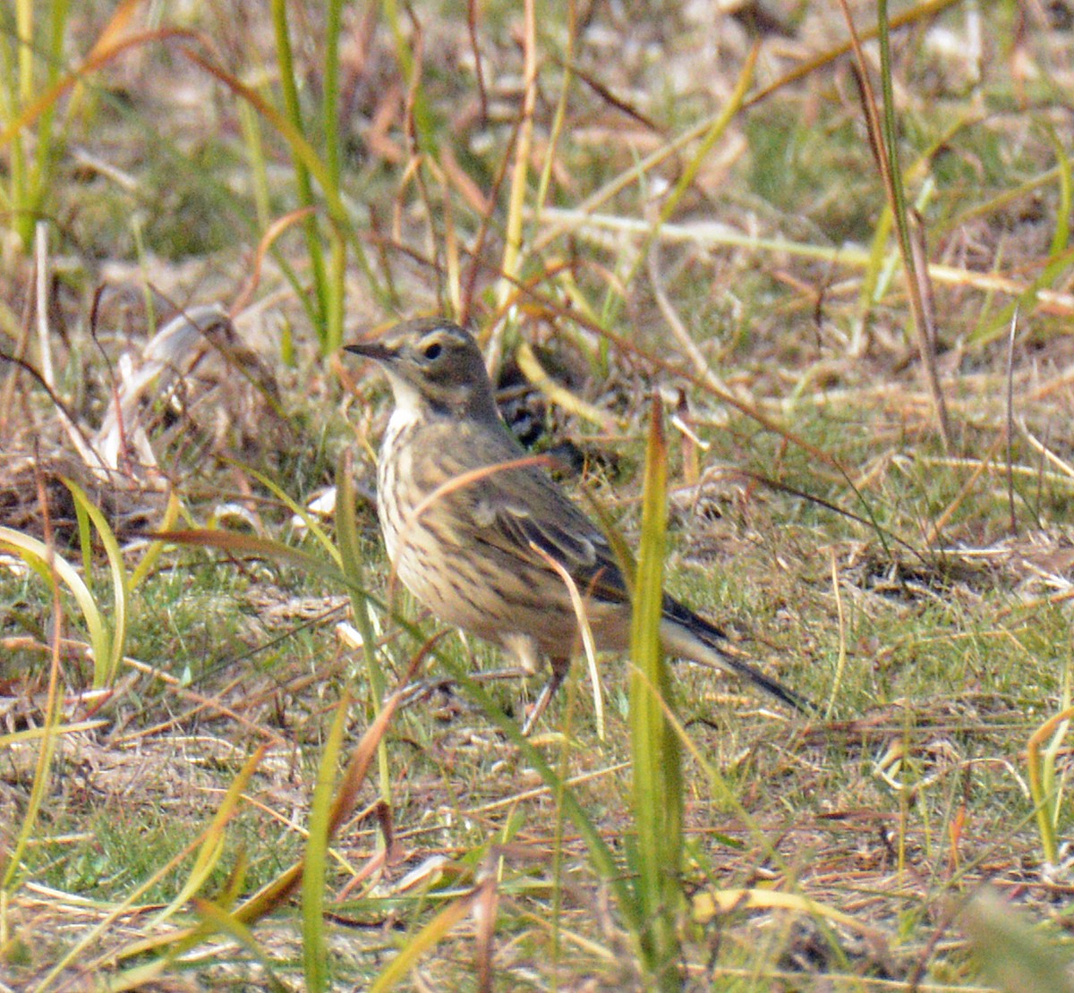 American Pipit - ML643506707