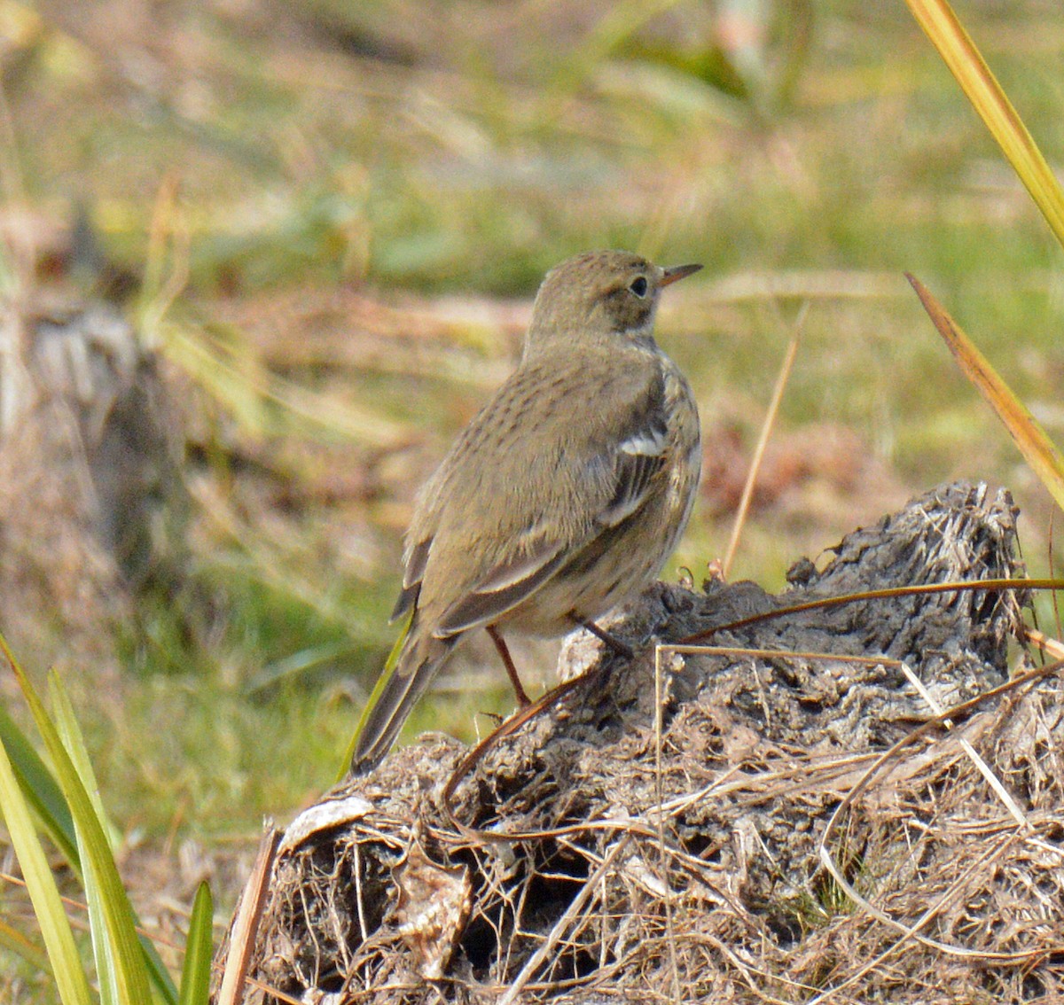 American Pipit - ML643506708
