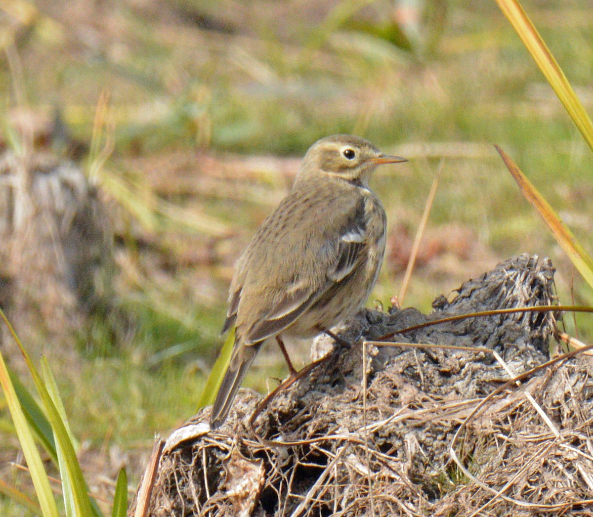 American Pipit - ML643506709
