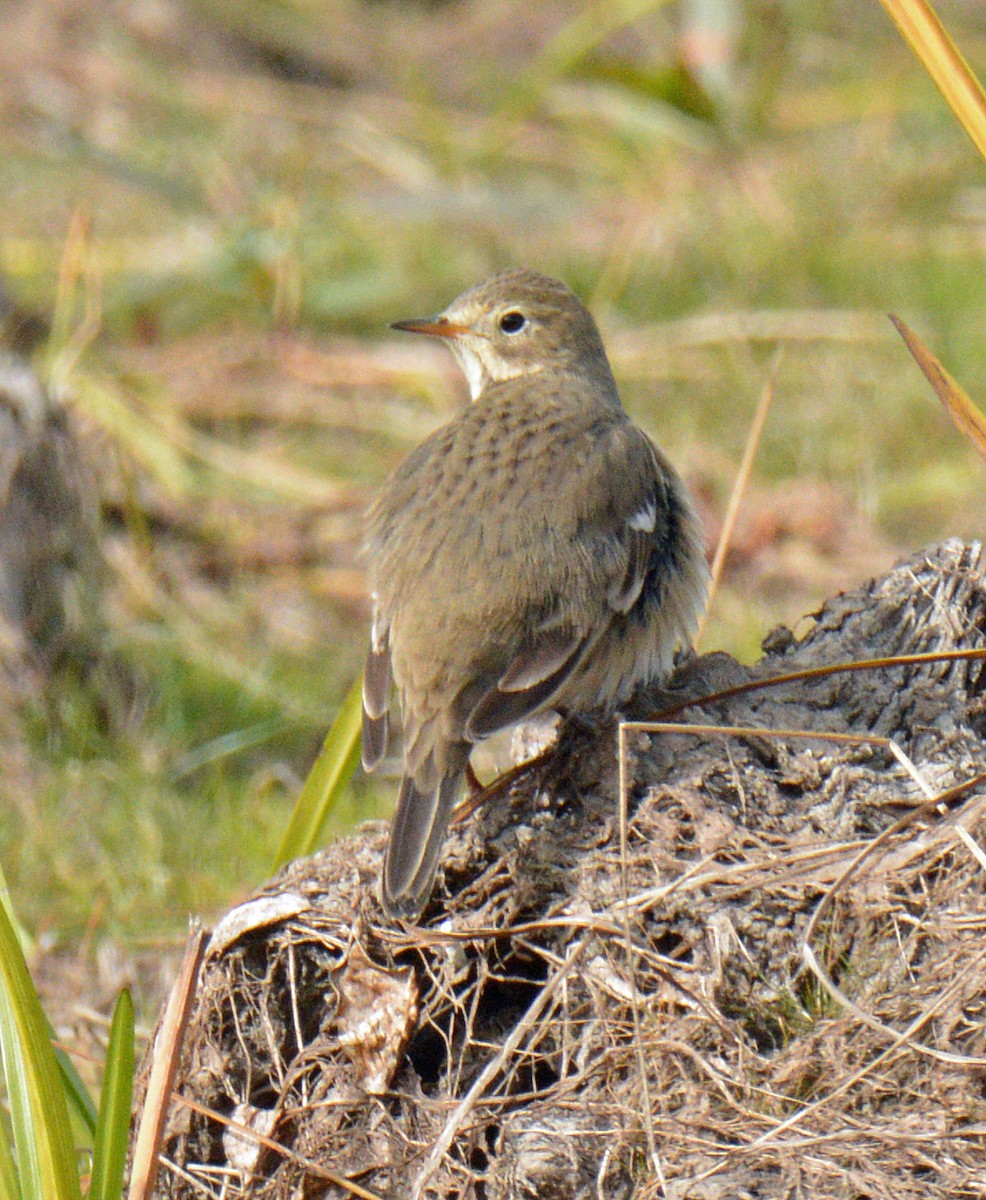 American Pipit - ML643506710
