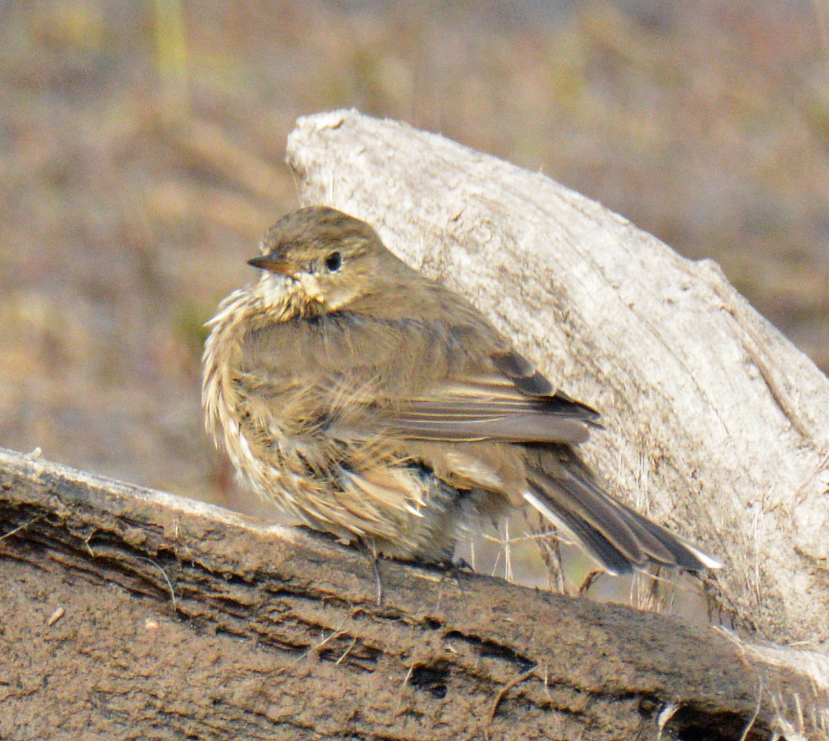 American Pipit - ML643506711