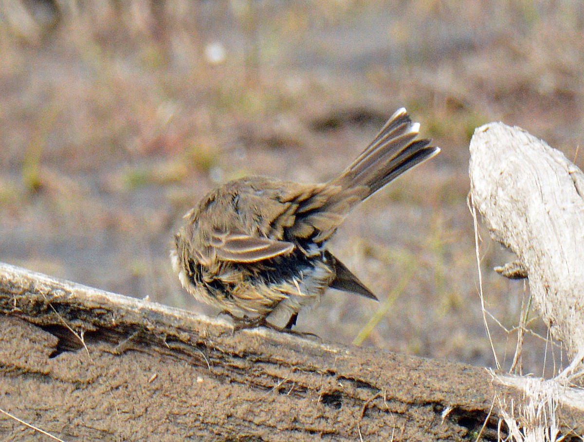 American Pipit - ML643506712