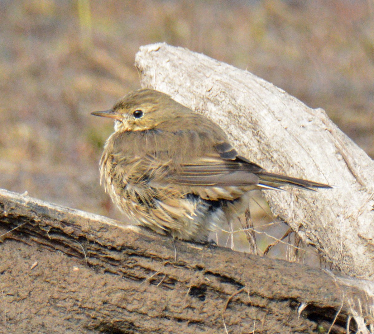 American Pipit - ML643506713