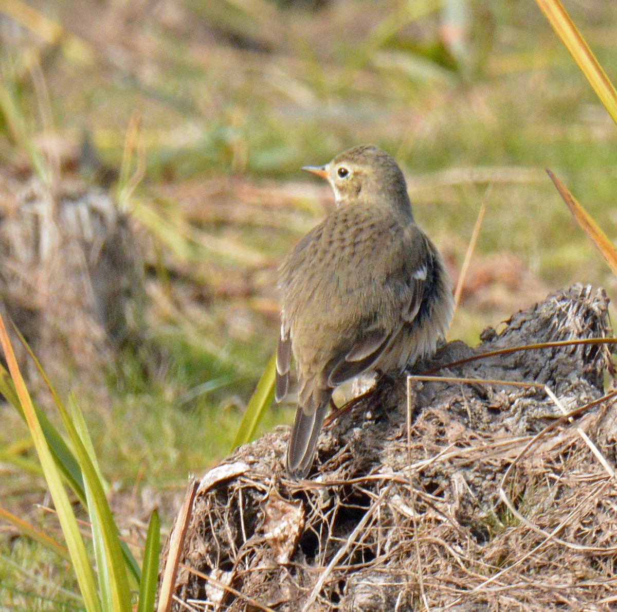 American Pipit - ML643506714