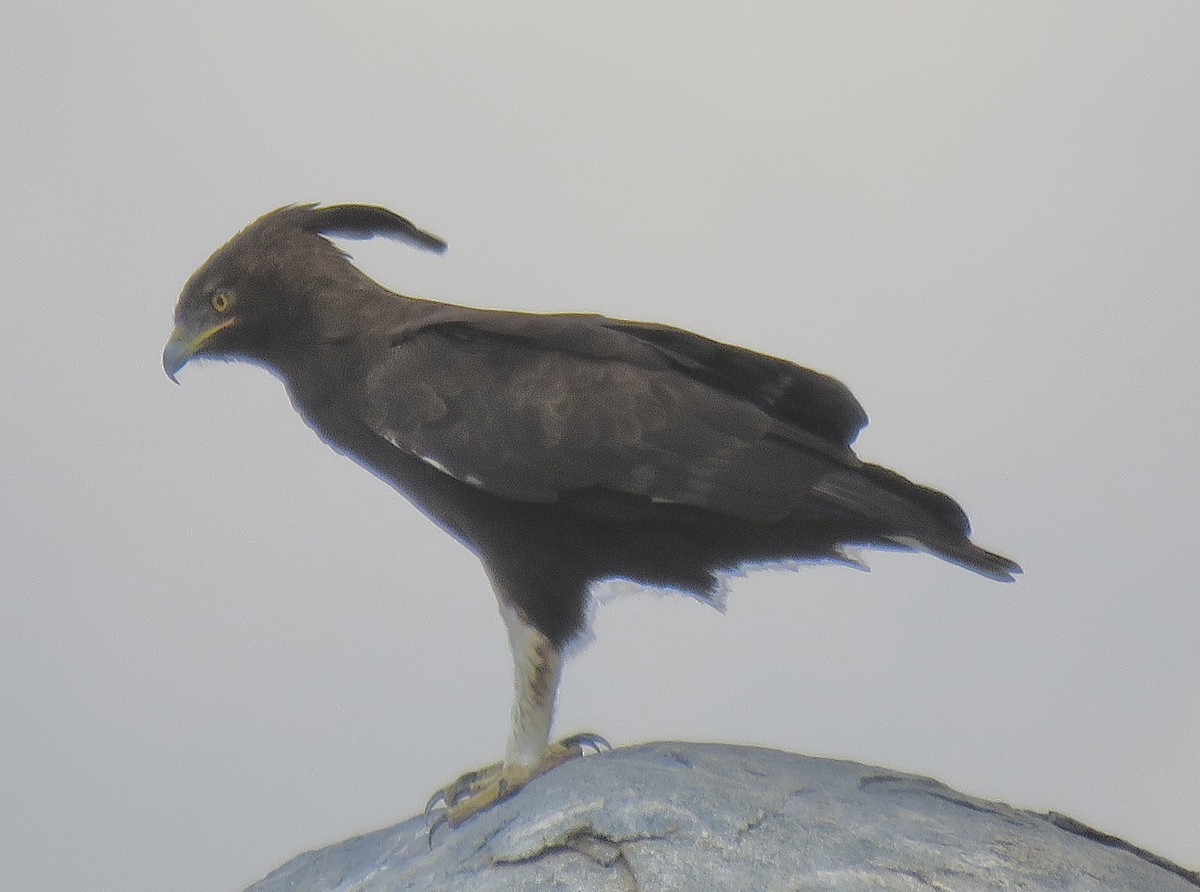 Long-crested Eagle - ML643506731