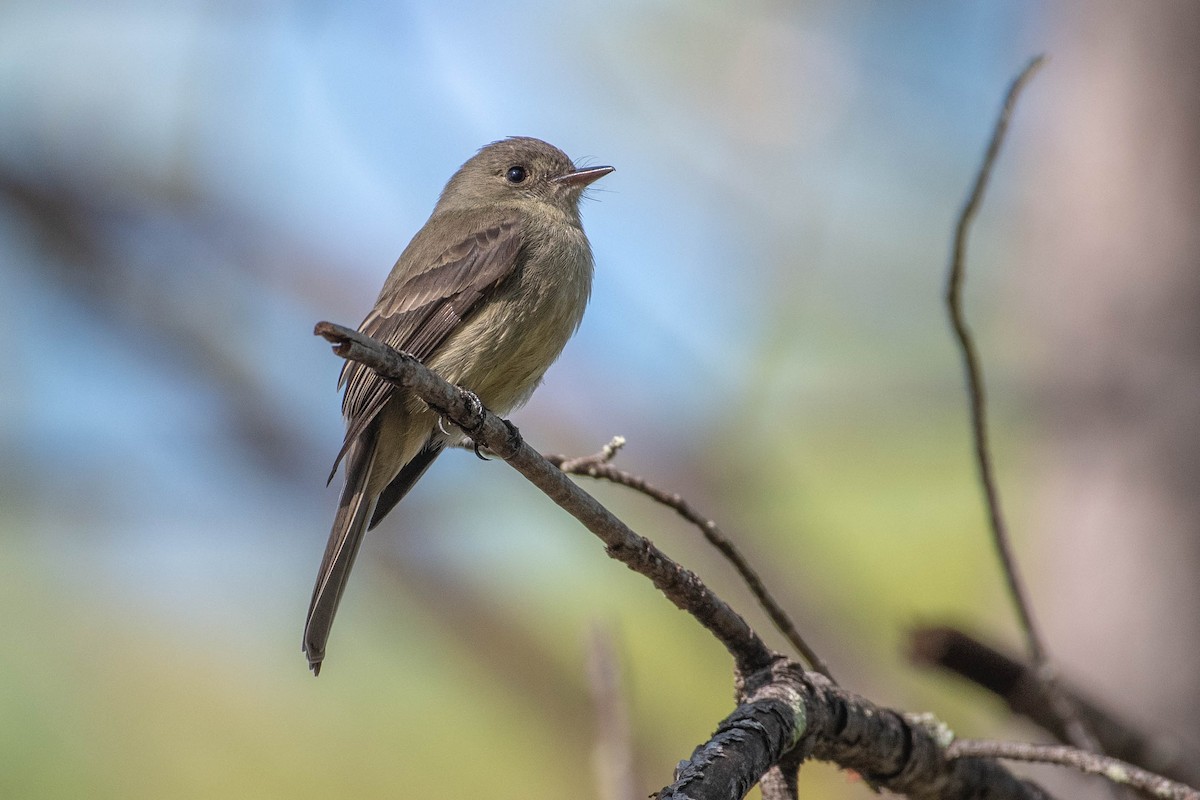 Hispaniolan Pewee - ML643506746